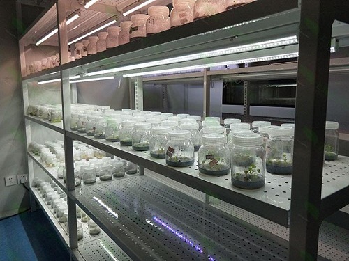 阿拉山口植物组织培养实验室设计建设方案